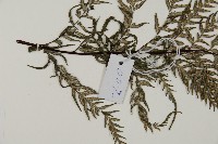粉葉蕨藏品圖，第4張