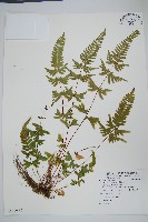 天草鳳尾蕨藏品圖，第1張