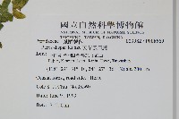 天草鳳尾蕨藏品圖，第2張