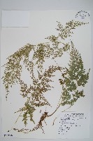 日本金粉蕨藏品圖，第1張