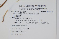 日本金粉蕨藏品圖，第2張