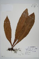 廣葉星蕨藏品圖，第1張