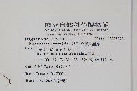 廣葉星蕨藏品圖，第2張