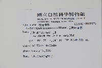 臺灣車前蕨藏品圖，第2張