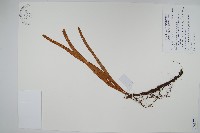 登錄號:P008574藏品圖，第1張