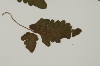 地耳蕨藏品圖，第6張