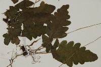 地耳蕨藏品圖，第7張