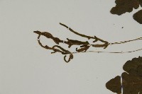 地耳蕨藏品圖，第8張