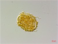 地耳蕨藏品圖，第2張