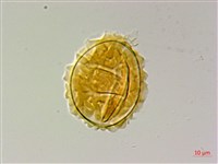 地耳蕨藏品圖，第3張