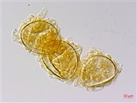 地耳蕨藏品圖，第4張