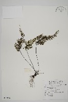 線裂鐵角蕨藏品圖，第1張