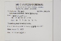 線裂鐵角蕨藏品圖，第2張