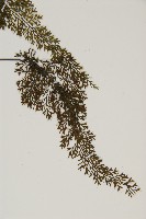 線裂鐵角蕨藏品圖，第3張