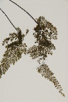 線裂鐵角蕨藏品圖，第4張