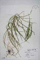 登錄號:P008577藏品圖，第1張