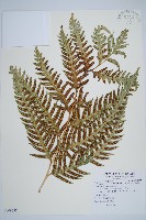 生芽狗脊蕨、頂芽狗脊蕨藏品圖，第1張