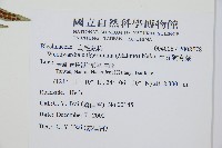 生芽狗脊蕨、頂芽狗脊蕨藏品圖，第2張