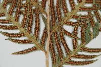 生芽狗脊蕨、頂芽狗脊蕨藏品圖，第3張