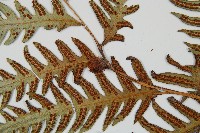 生芽狗脊蕨、頂芽狗脊蕨藏品圖，第5張