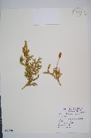 假石松藏品圖，第1張