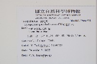 假石松藏品圖，第2張