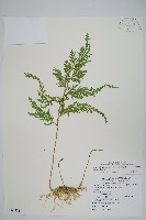 異葉卷柏藏品圖，第1張