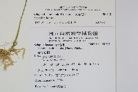 異葉卷柏藏品圖，第2張