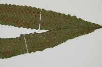 單葉雙蓋蕨藏品圖，第3張