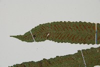 單葉雙蓋蕨藏品圖，第4張