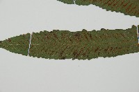 單葉雙蓋蕨藏品圖，第5張