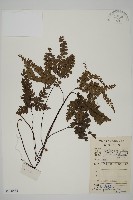 扇葉鐵線蕨藏品圖，第1張