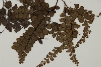 扇葉鐵線蕨藏品圖，第3張