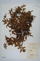 小葉海金沙藏品圖，第1張