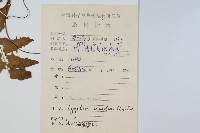 小葉海金沙藏品圖，第2張