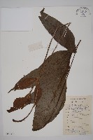 沙皮蕨藏品圖，第1張