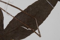 沙皮蕨藏品圖，第3張
