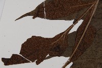 沙皮蕨藏品圖，第5張