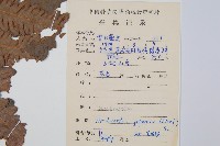 日本狗脊蕨藏品圖，第2張