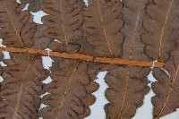 日本狗脊蕨藏品圖，第3張