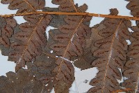 日本狗脊蕨藏品圖，第4張