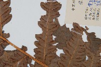 日本狗脊蕨藏品圖，第5張