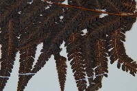 金狗毛蕨藏品圖，第3張