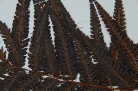 金狗毛蕨藏品圖，第4張