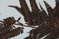 金狗毛蕨藏品圖，第5張