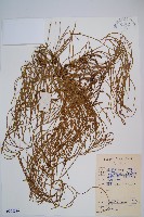 木賊葉石松藏品圖，第1張