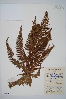 太平鱗毛蕨藏品圖，第1張