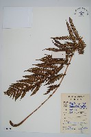 普通假毛蕨藏品圖，第1張