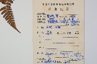 闊鱗鱗毛蕨藏品圖，第2張
