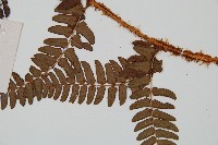 闊鱗鱗毛蕨藏品圖，第3張